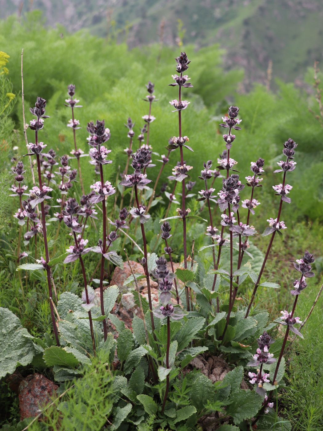 Image of Phlomoides angreni specimen.