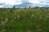 Valeriana officinalis