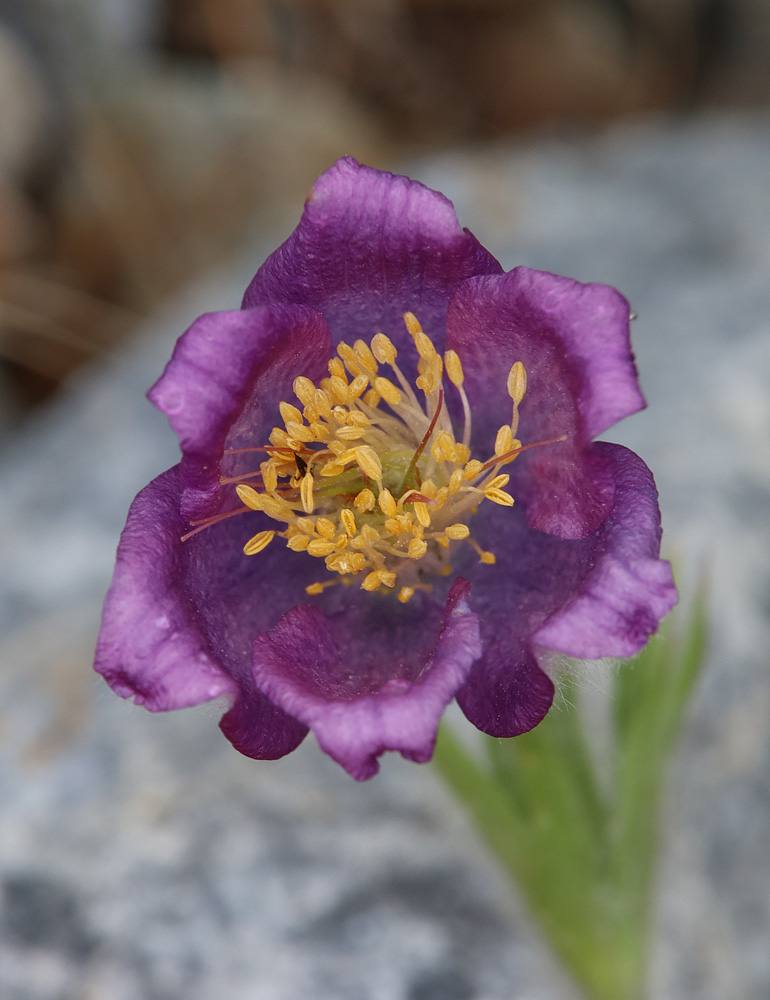 Image of genus Pulsatilla specimen.