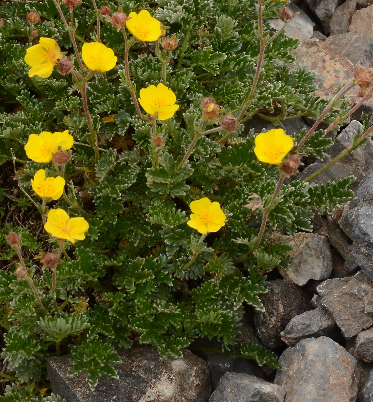 Image of genus Potentilla specimen.