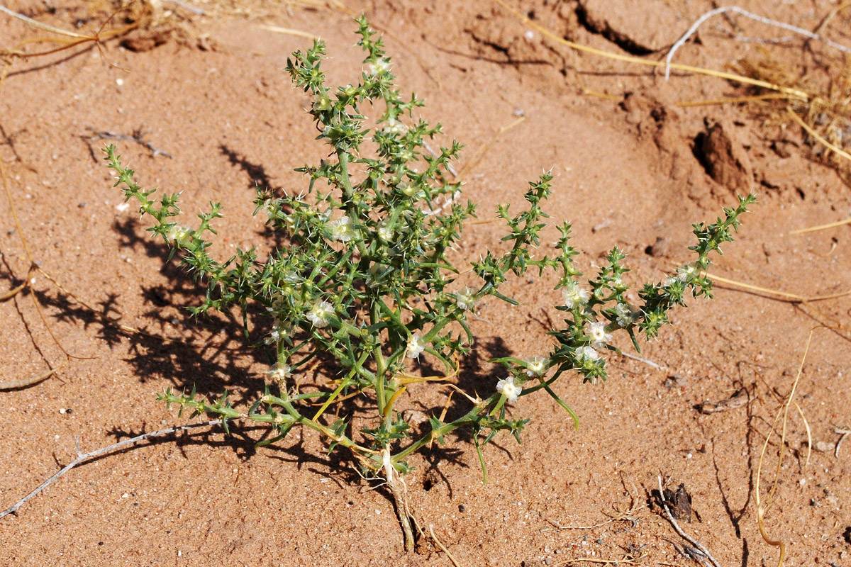 Image of Salsola praecox specimen.