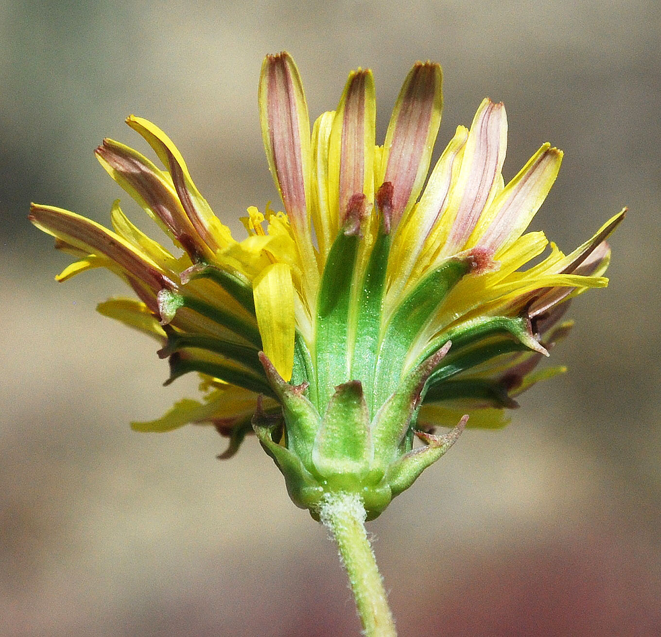 Изображение особи род Taraxacum.