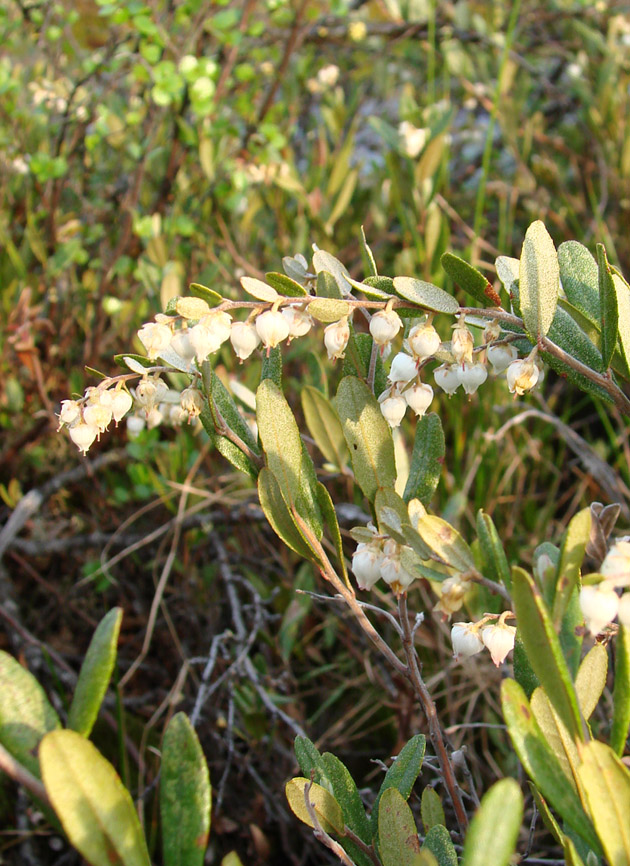 Image of Chamaedaphne calyculata specimen.