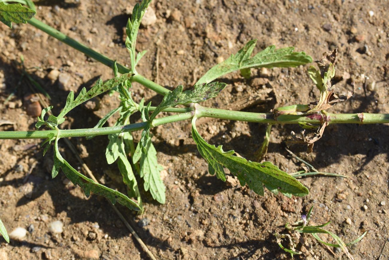 Изображение особи Verbena officinalis.