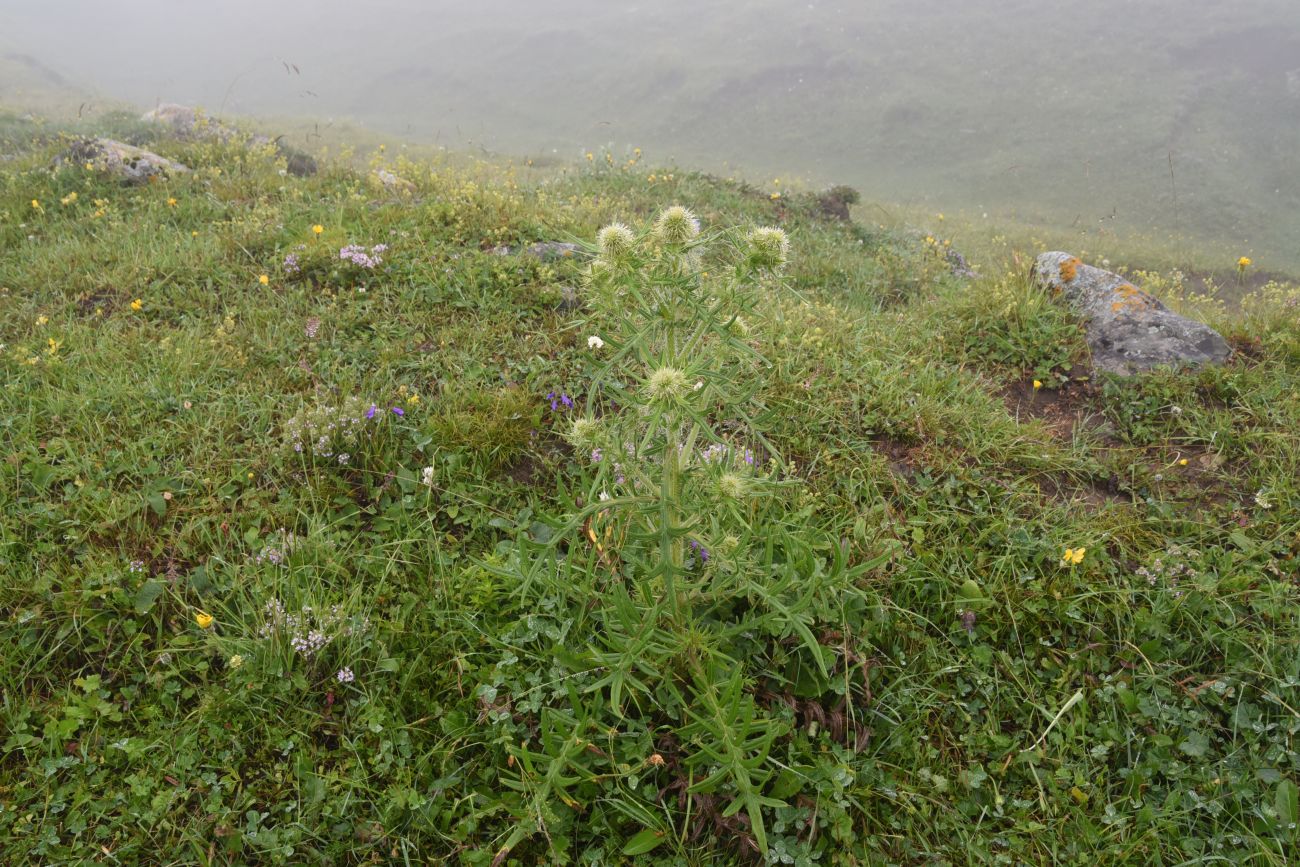 Image of genus Cirsium specimen.