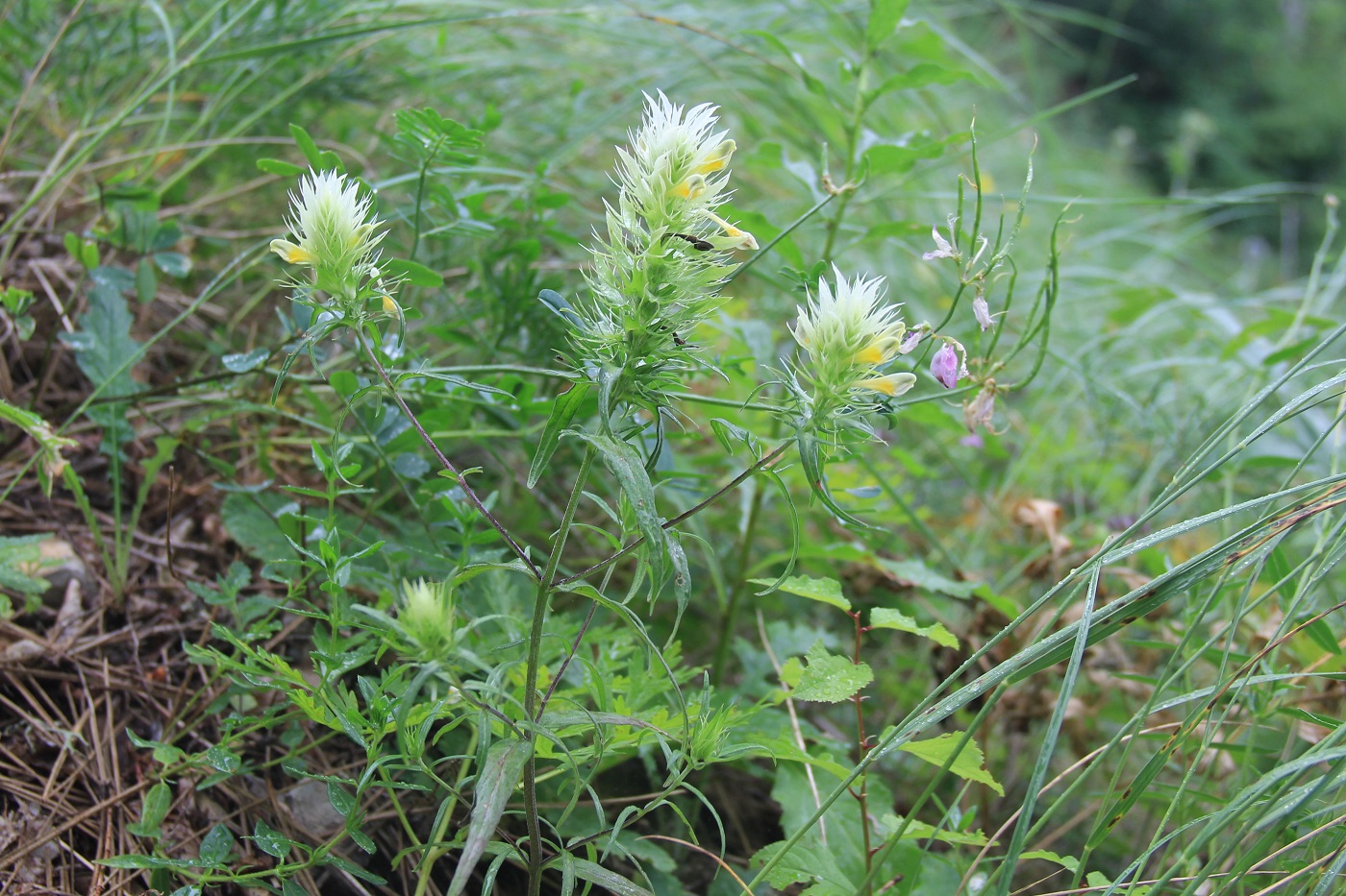 Image of Melampyrum argyrocomum specimen.