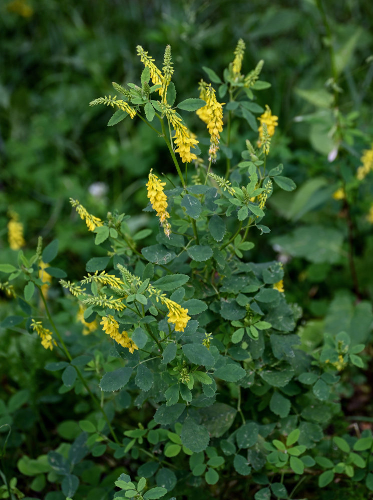 Изображение особи Melilotus officinalis.