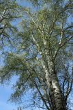 Populus alba