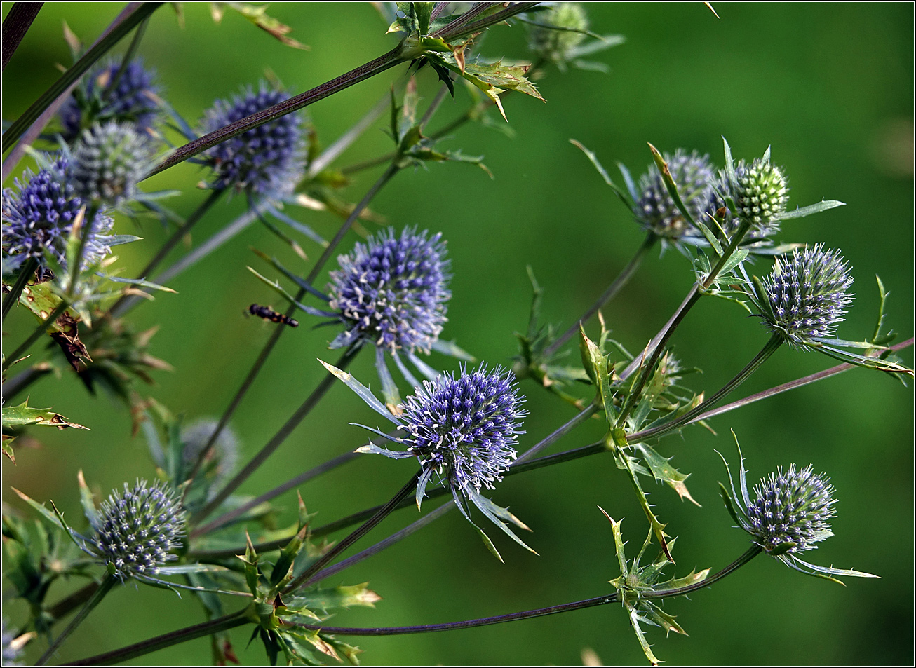 Изображение особи Eryngium planum.