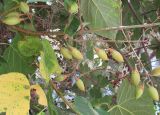 Paulownia fargesii