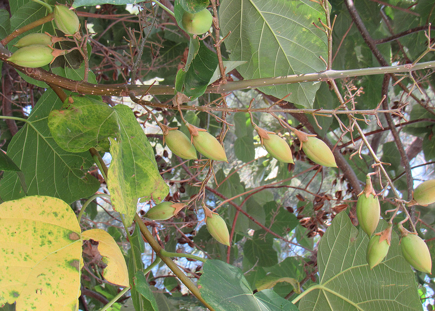 Image of Paulownia fargesii specimen.