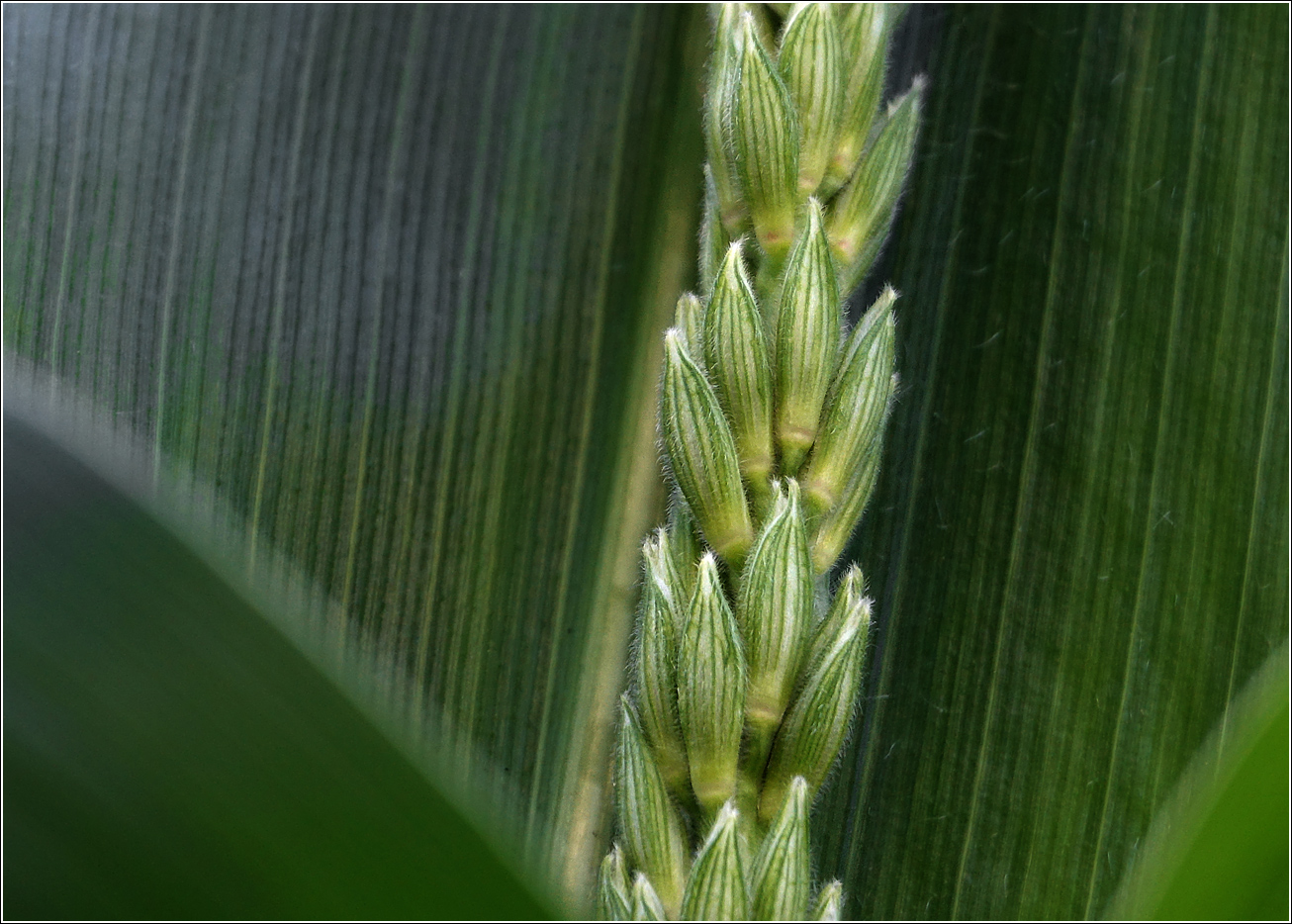 Image of Zea mays specimen.