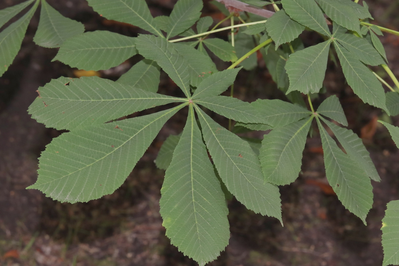 Image of Aesculus hippocastanum specimen.