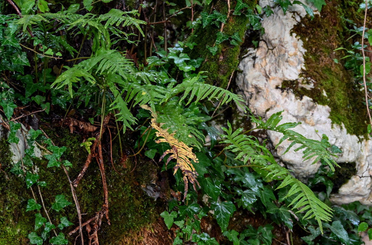 Image of Polypodium cambricum specimen.