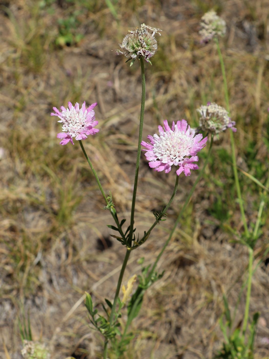 Image of Lomelosia songarica specimen.