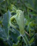 Heracleum sibiricum. Развивающееся соцветие. Пермский край, Кунгурский р-н, окр. дер. Дейково, окр. ур. Греховская гора, разнотравный луг. 24.06.2023.