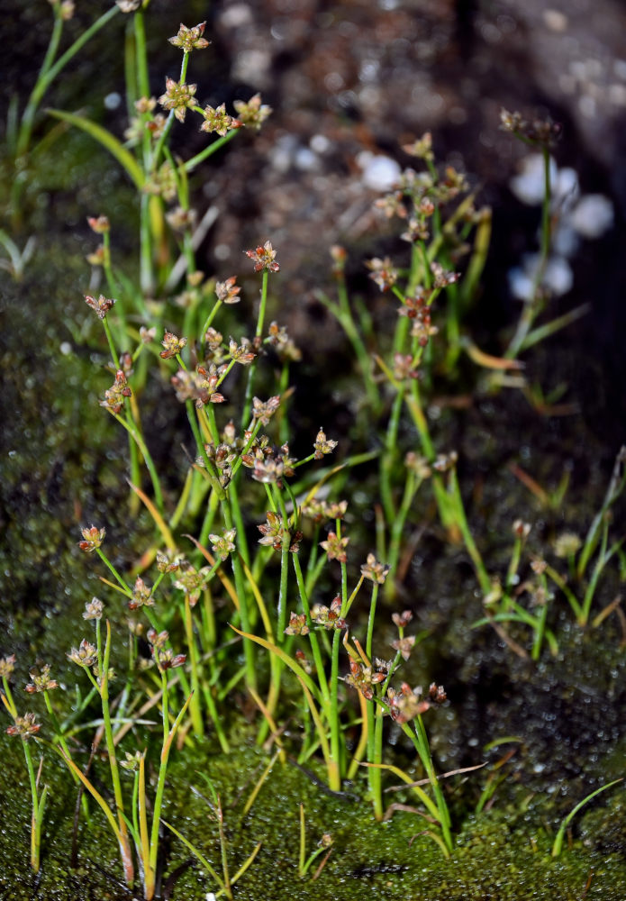 Image of Juncus turczaninowii specimen.