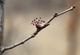 Ulmus macrocarpa. Ветвь с соцветием. Приморский край, Шкотовский р-н, окр. дер. Лукьяновка, долина р. Суходол, крутой каменистый склон юго-западной экспозиции, ильмовое редколесье. 19.04.2024.