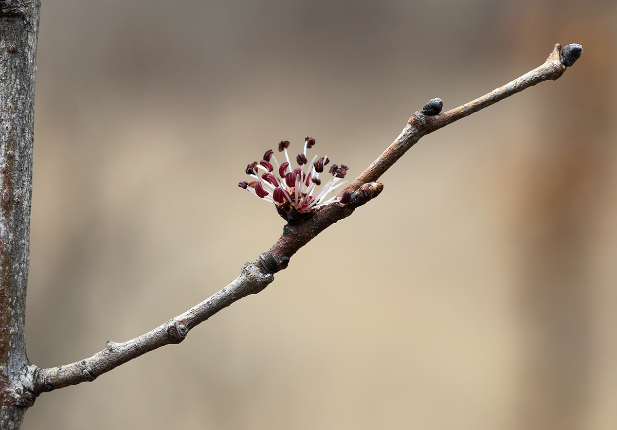 Image of Ulmus macrocarpa specimen.