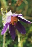 Pulsatilla vulgaris