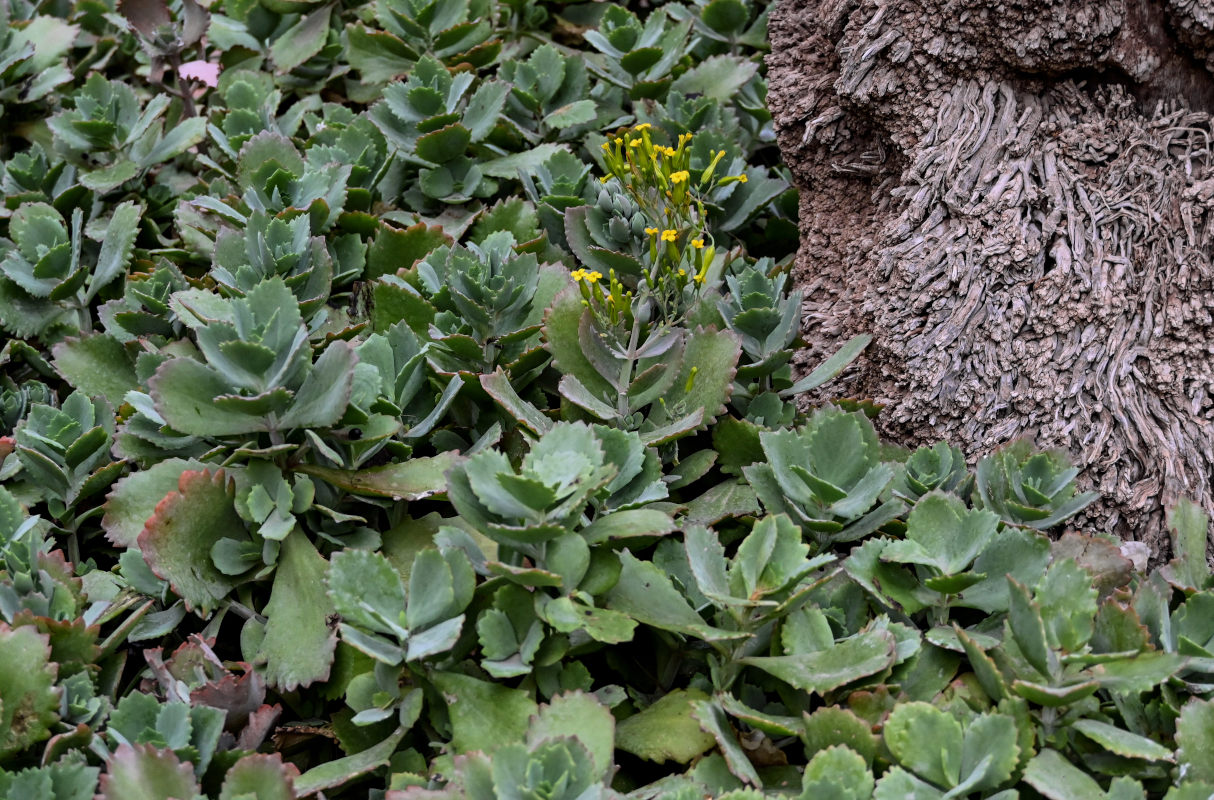 Изображение особи род Kalanchoe.