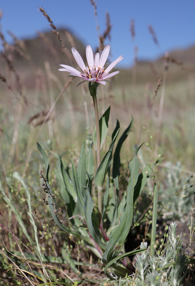 Image of Tragopogon ruber specimen.