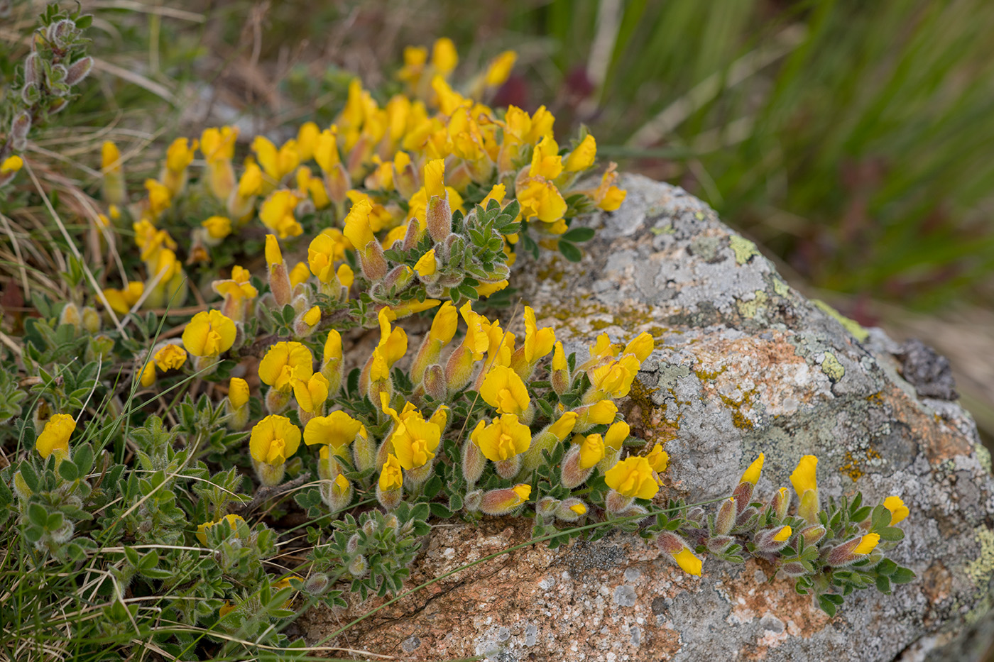 Image of genus Chamaecytisus specimen.