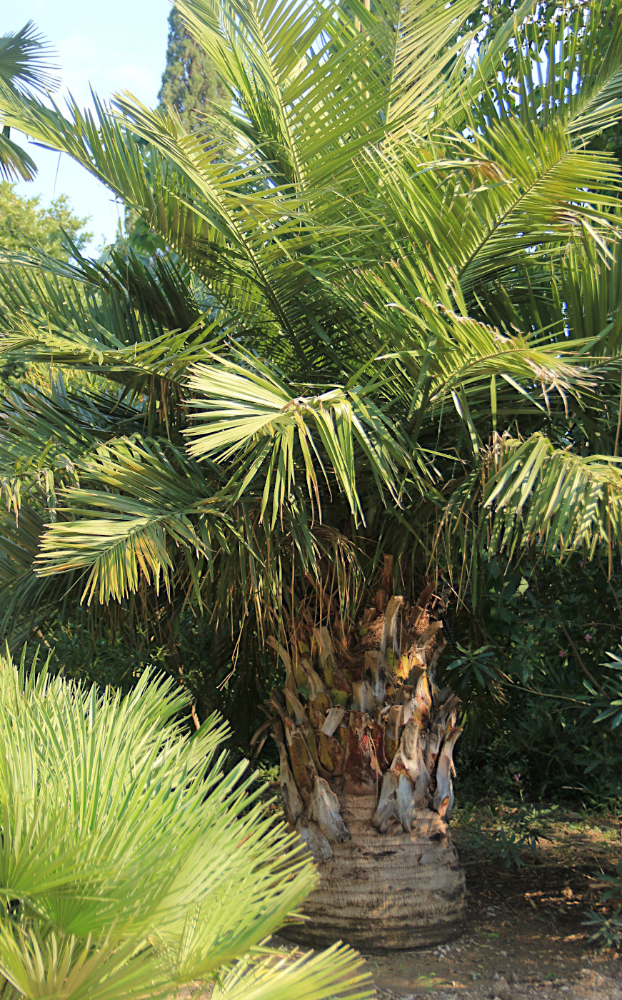 Image of Jubaea chilensis specimen.