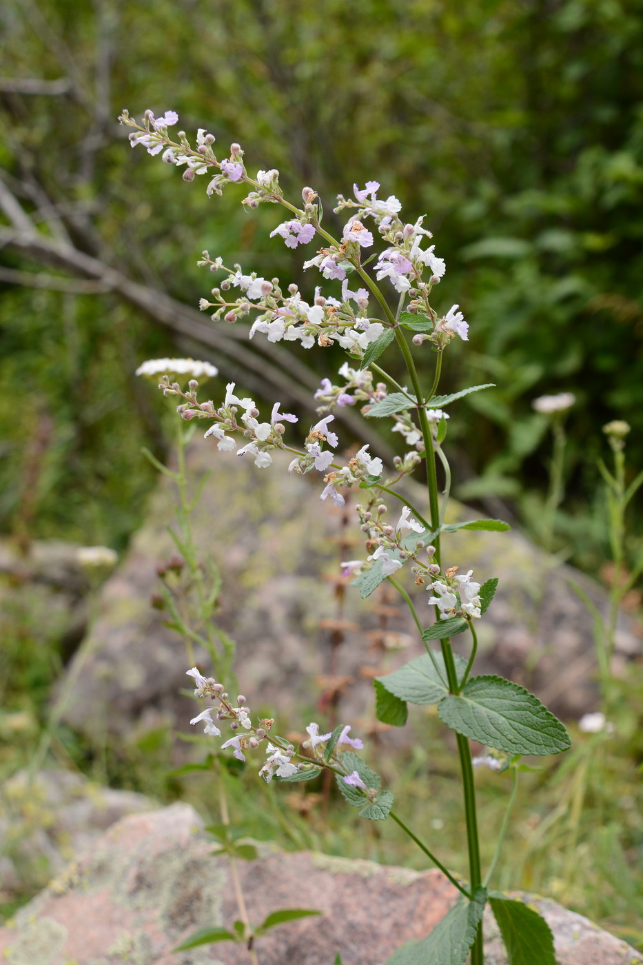 Изображение особи Nepeta nuda.