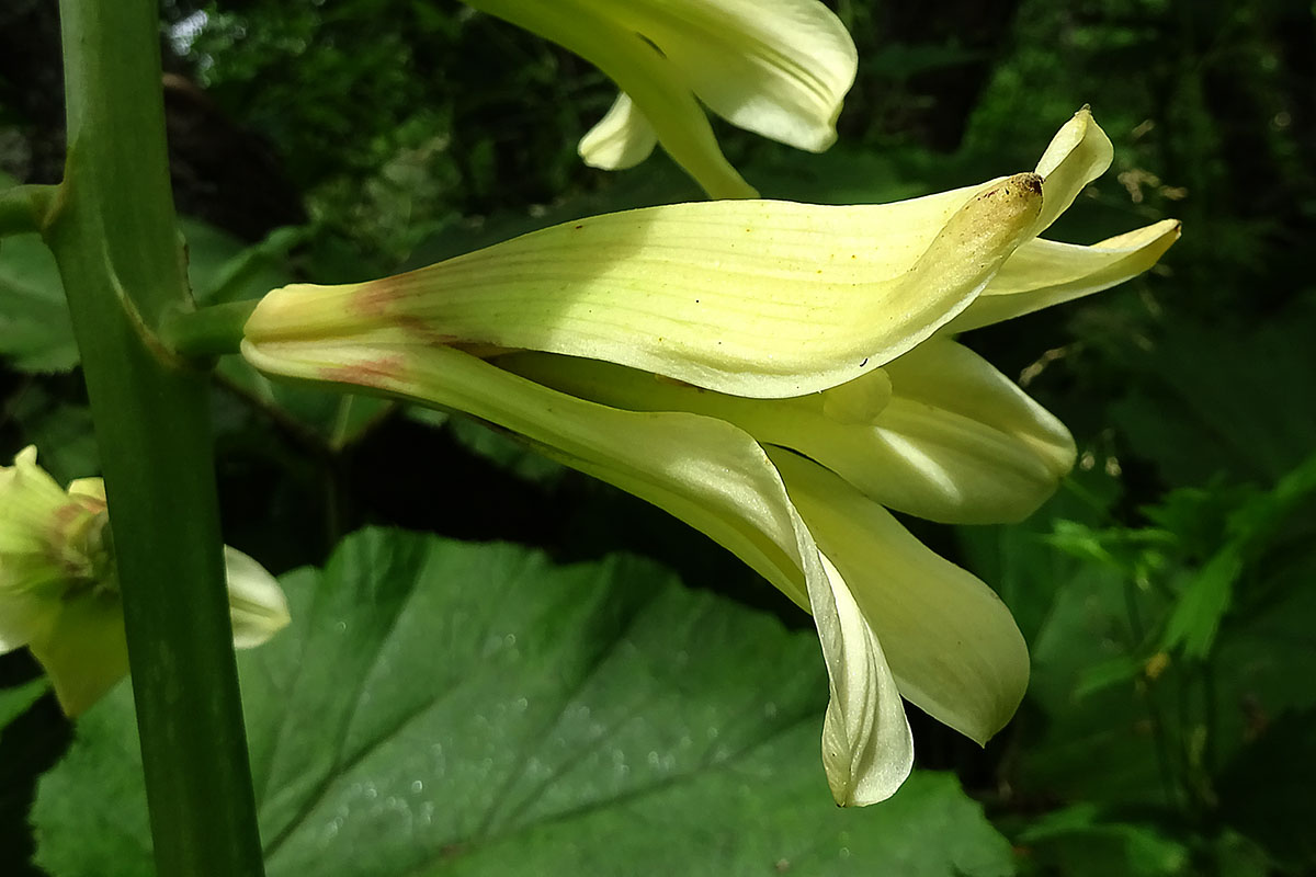 Image of Cardiocrinum cordatum specimen.