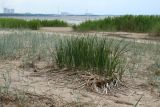 Typha angustifolia