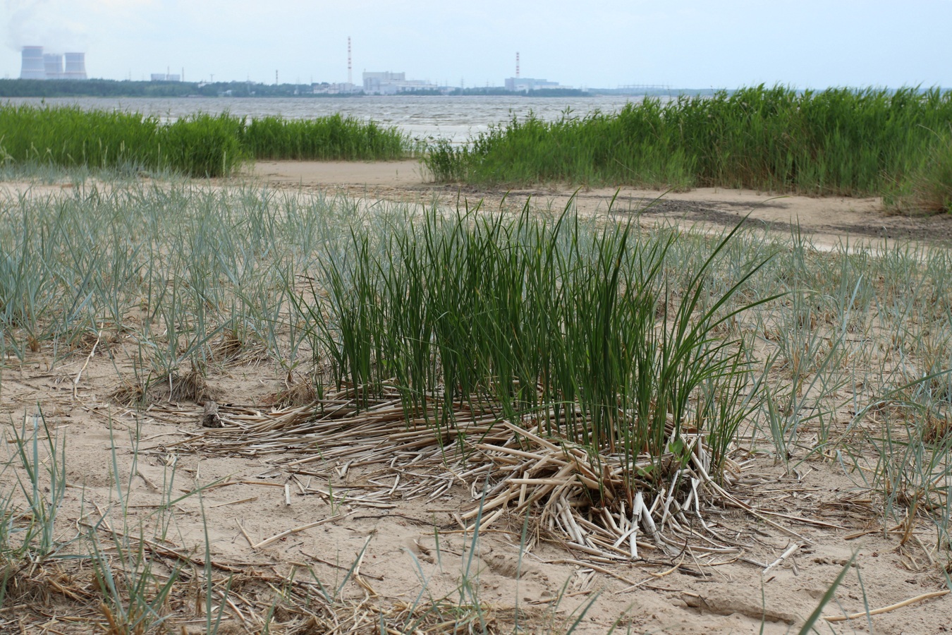 Изображение особи Typha angustifolia.