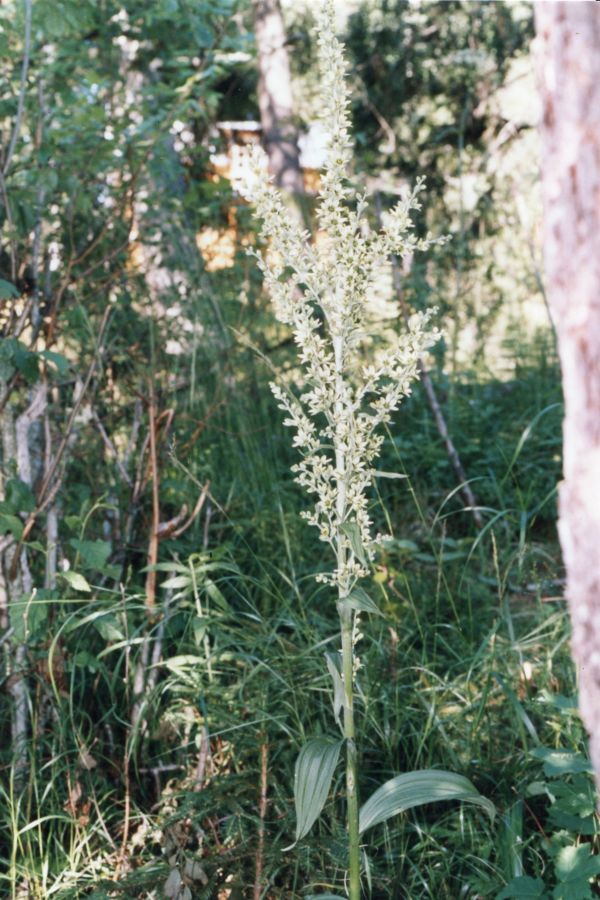 Изображение особи Veratrum lobelianum.