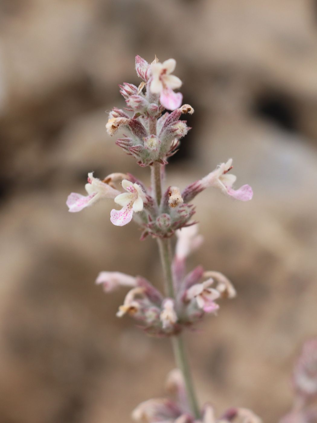 Изображение особи Nepeta olgae.