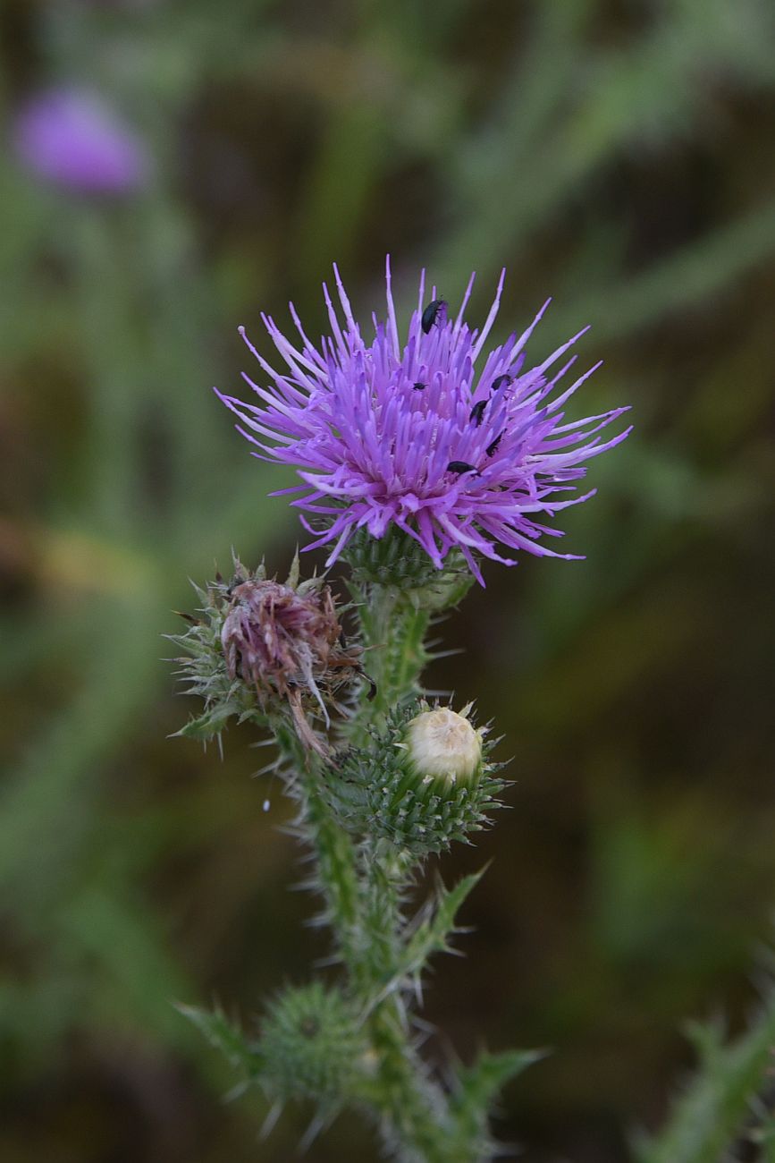 Image of Carduus acanthoides specimen.