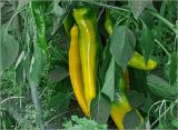 Capsicum annuum. Незрелые плоды и листья. Московская обл., Раменский р-н, окр. дер. Хрипань, садовый участок. 16.08.2024.