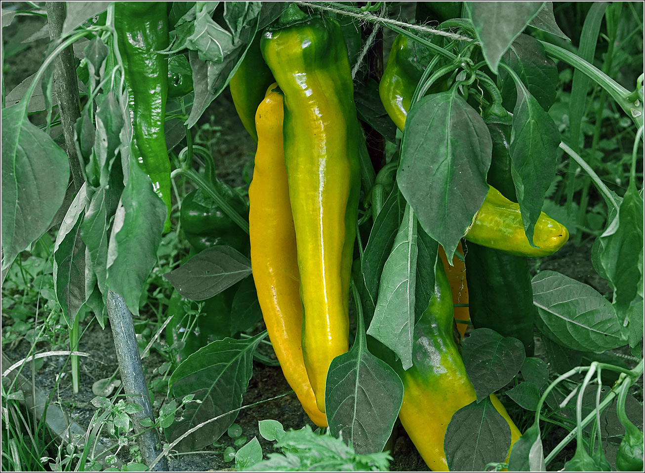 Изображение особи Capsicum annuum.