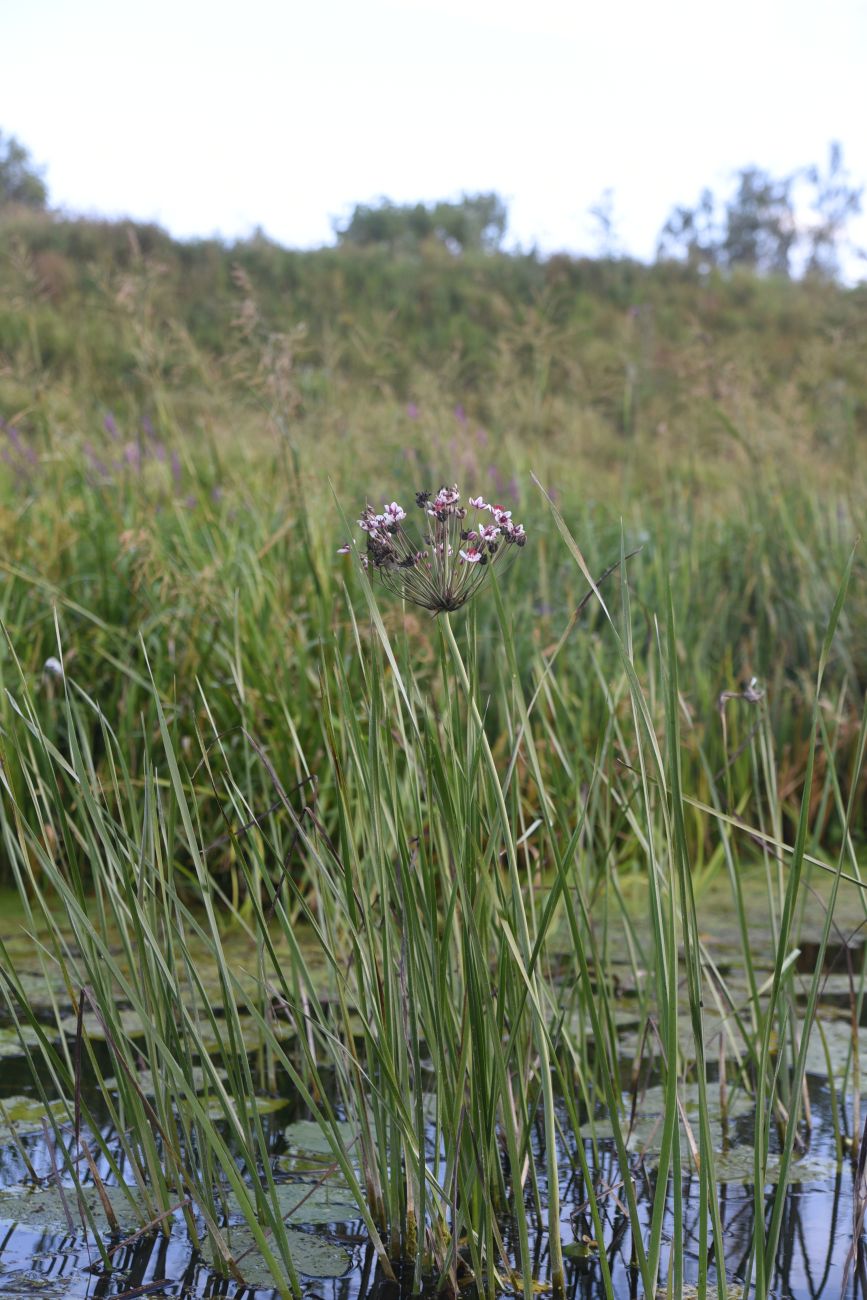 Изображение особи Butomus umbellatus.