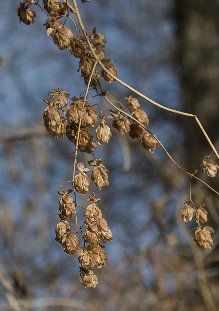 Изображение особи Humulus lupulus.