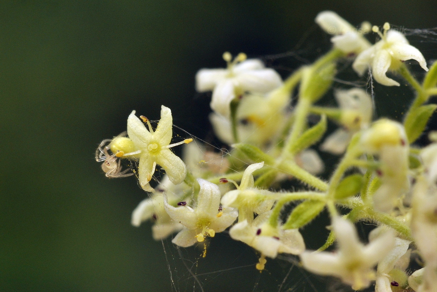 Изображение особи Galium verum.