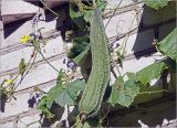 Luffa acutangula