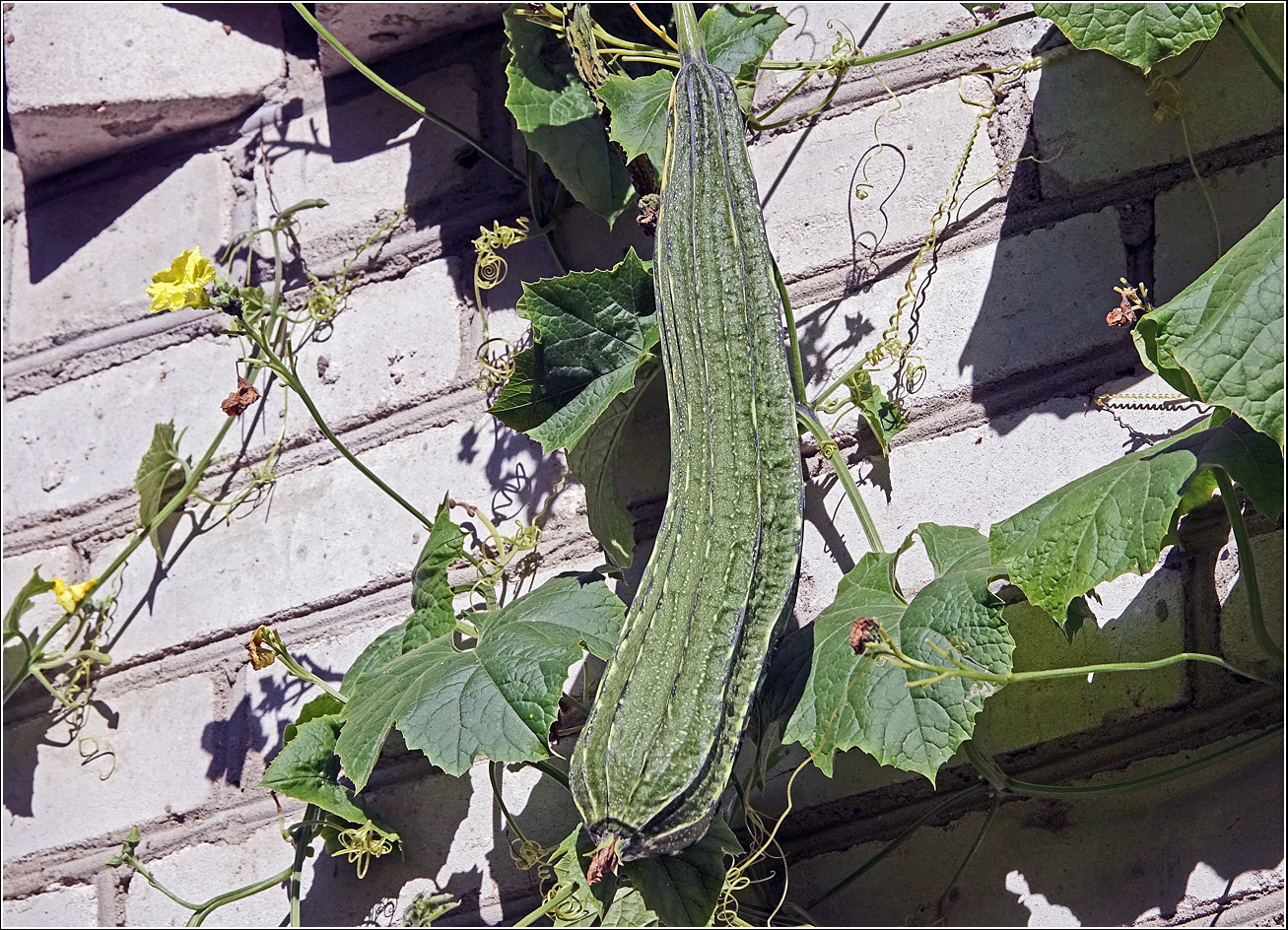 Image of Luffa acutangula specimen.