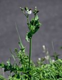 Sonchus oleraceus