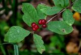 Lonicera xylosteum. Верхушка побега с соплодиями и повреждёнными листьями. Московская обл., Волоколамский гор. округ, долина р. Каменка, смешанный лес. 17.08.2024.