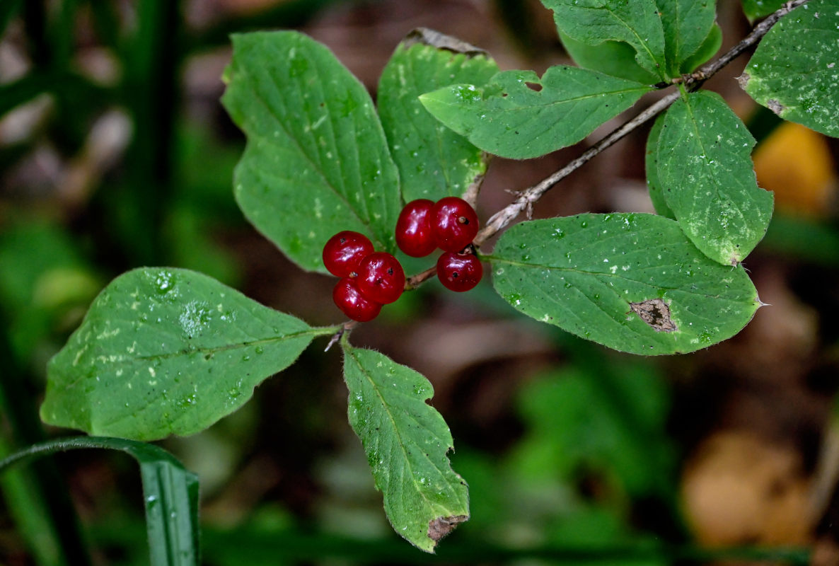 Изображение особи Lonicera xylosteum.