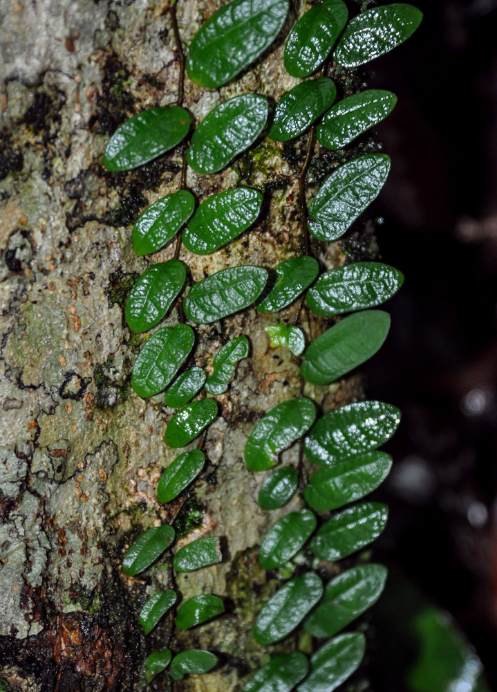 Изображение особи Ficus punctata.