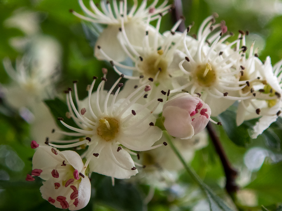 Изображение особи род Crataegus.