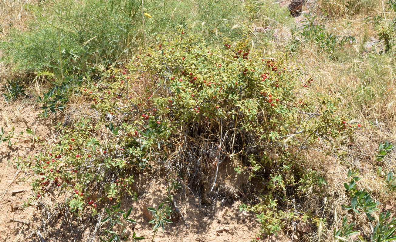 Image of Cerasus erythrocarpa specimen.