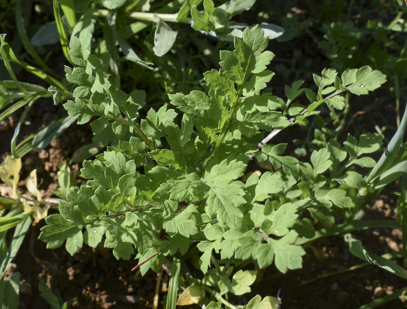 Image of Papaver cambricum specimen.