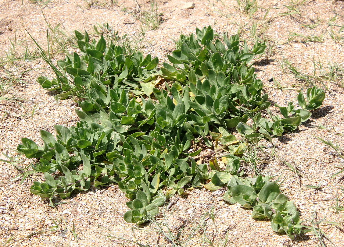 Image of Gypsophila perfoliata specimen.